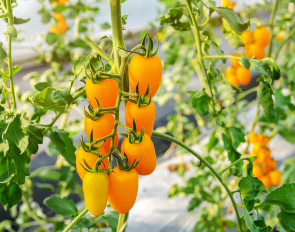 Unreife gelbe Tomaten, die am Weinstock wachsen — Stockfoto