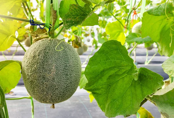 Verse meloen of cantaloupe fruit op de boom — Stockfoto