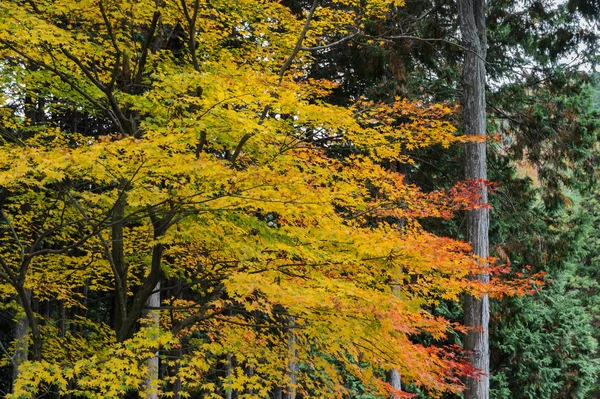 Árbol de arce de otoño de color amarillo a rojo — Foto de Stock