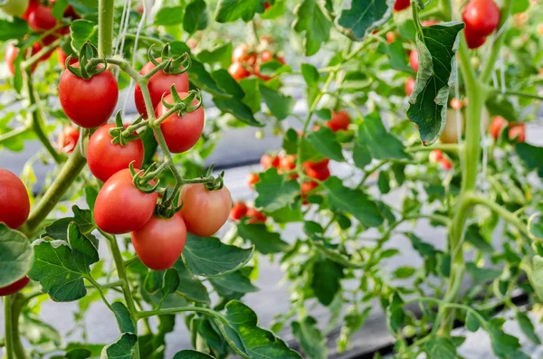 Незрілий червоний помідор, що росте на лозі — стокове фото