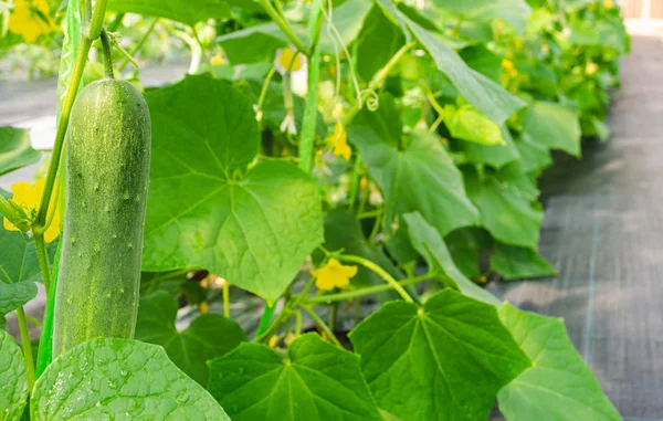 Young cucumber hanging on the vine — Stock Photo, Image
