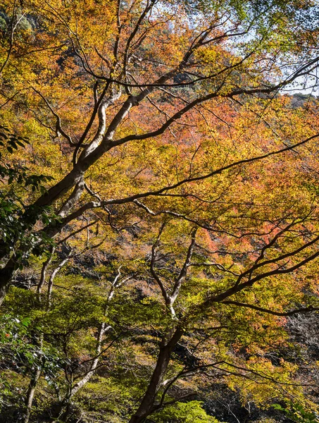 Minoo ou parque nacional de Minoh no outono, Osaka, Japão — Fotografia de Stock