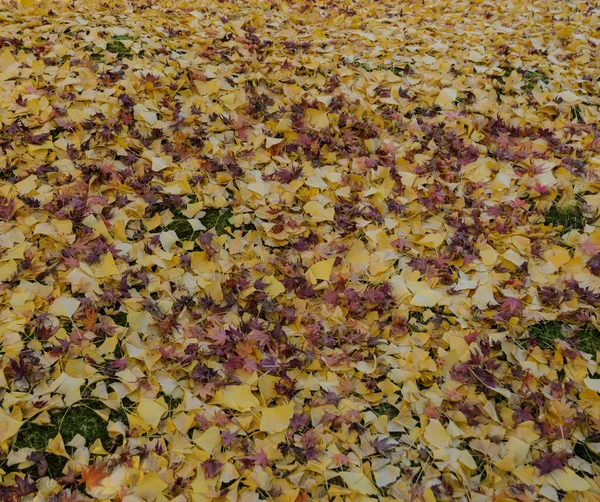 Hojas caídas de otoño en tierra — Foto de Stock