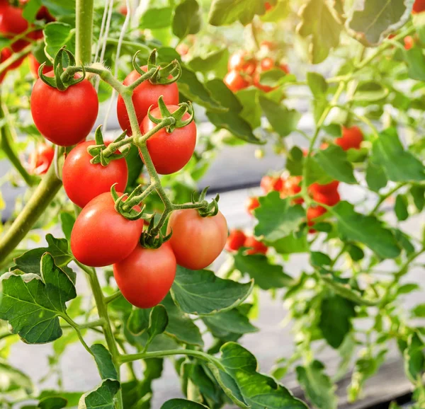 Unripe red tomato growing on the vine — Stock Photo, Image