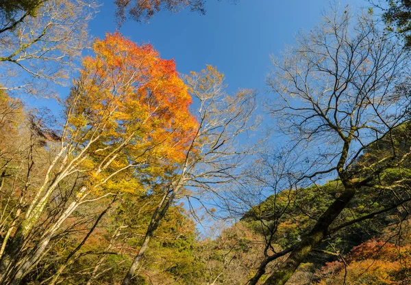 Minoo ou parque nacional de Minoh no outono, Osaka, Japão — Fotografia de Stock