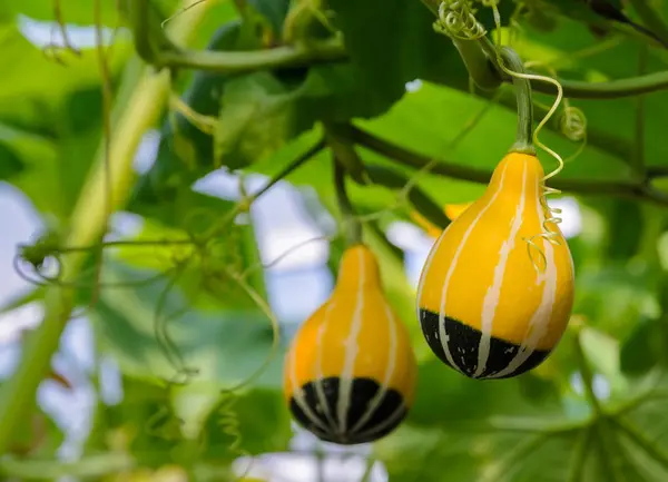 Ornamental gourd or Pumpkin on its tree — Stock Photo, Image