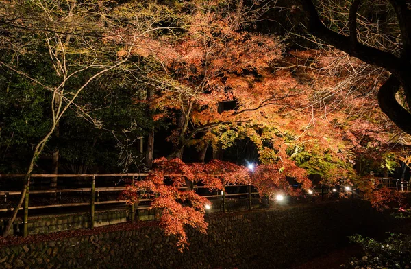 Iluminação de outono de jardim japonês com árvores de bordo à noite — Fotografia de Stock