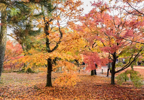 Herbstfarbenblätter am Tofukuji-Tempel in Kyoto, Japan — Stockfoto