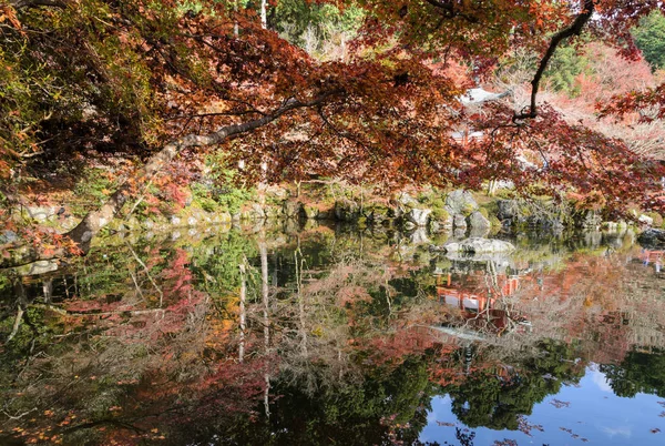 Lindas folhas coloridas de ácer japonês no outono — Fotografia de Stock