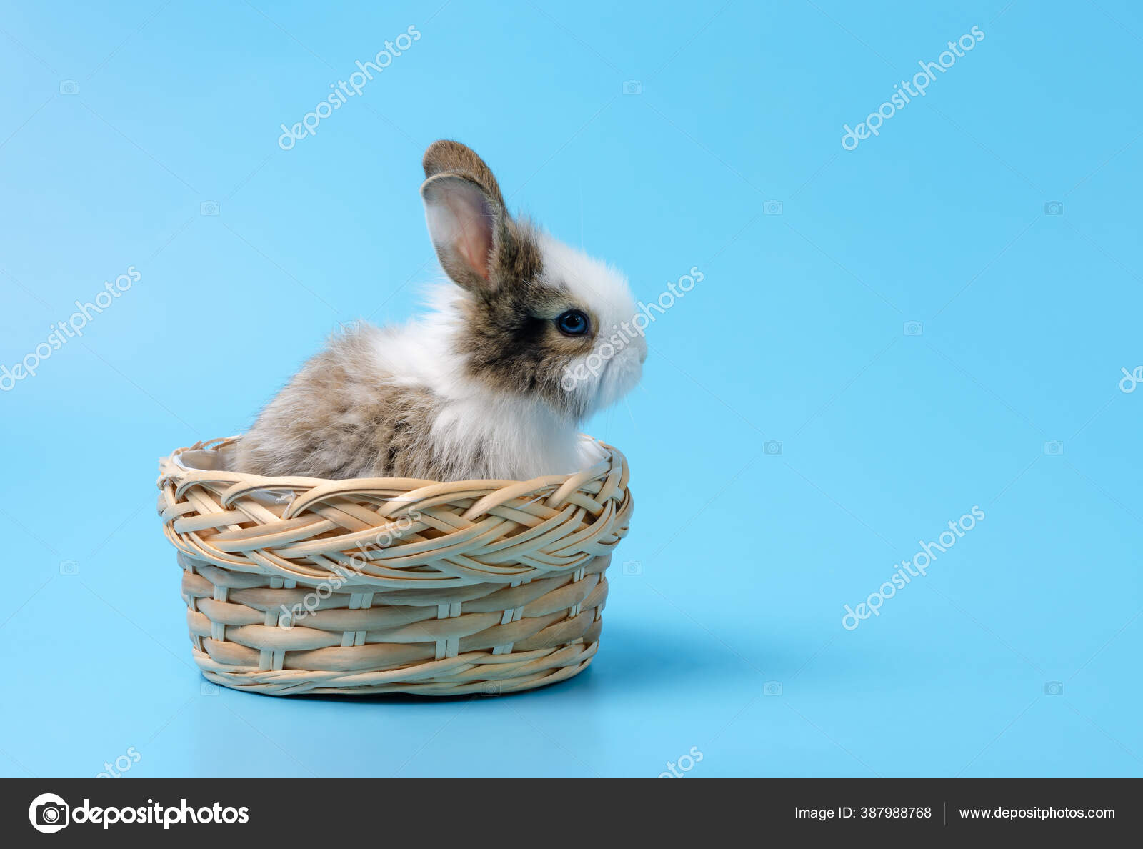 可愛いです赤ちゃんウサギ座ってでウィッカーバスケット上の青の背景 ストック写真 C Boonsom