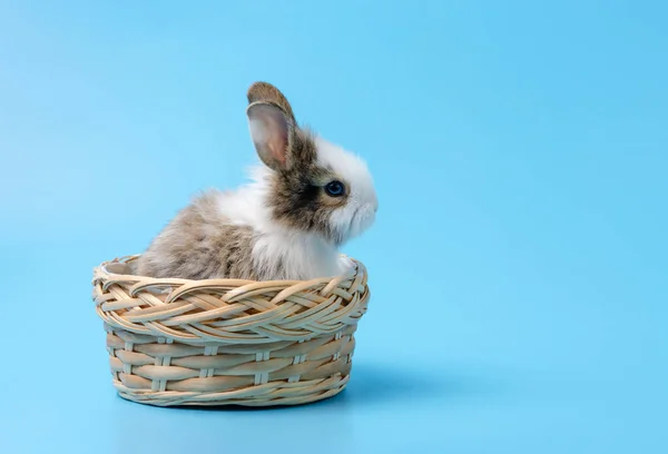 Mavi Arka Planda Hasır Sepette Oturan Şirin Bebek Tavşan — Stok fotoğraf