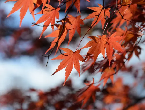 Hojas Color Otoñal Arce Japón — Foto de Stock