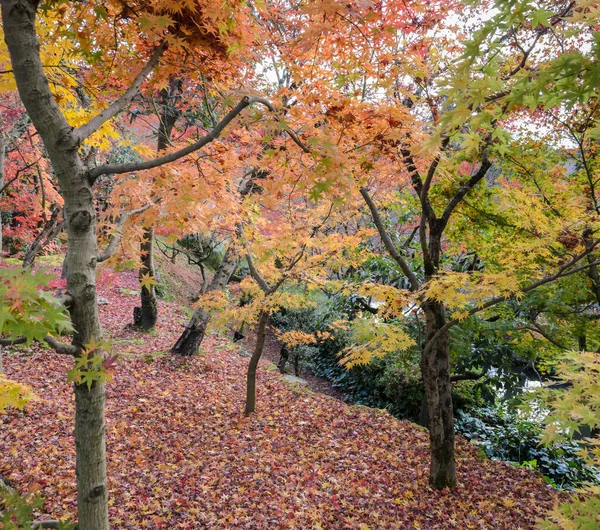 永観堂 善光寺の秋の庭園 永観堂は紅葉の美しさで有名です — ストック写真