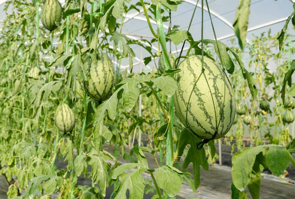 Watermeloenplantage Kas — Stockfoto