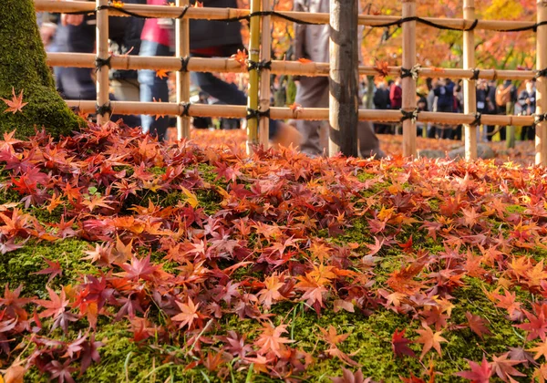 日本の地面に落ちた紅葉 — ストック写真