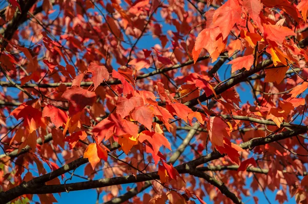 Red Autumn Maple Leaves Tree Blue Sky Background — ストック写真