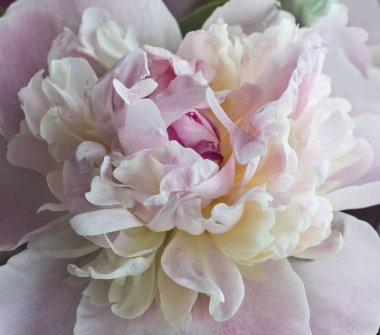 Bahar taze peonies beyaz ve pembe yakın çekim