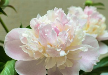 Bahar taze peonies beyaz ve pembe yakın çekim