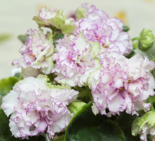 Casa Violeta Vaso Flores Cor Branco Rosa Concurso Com Uma — Fotografia de Stock
