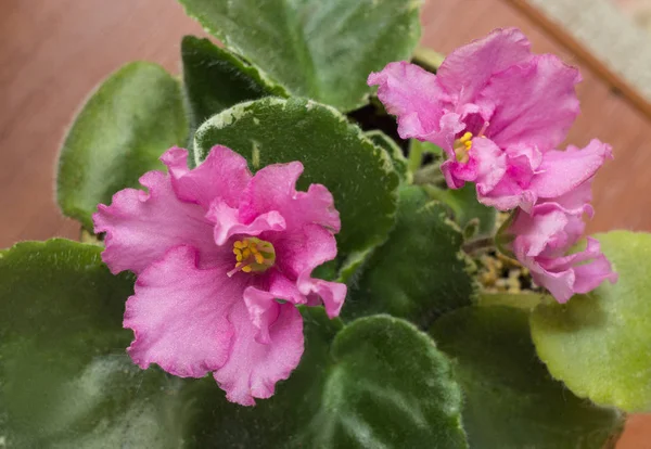 Casa Violeta Una Maceta Color Rosa Delicado Con Pétalos Rizados —  Fotos de Stock