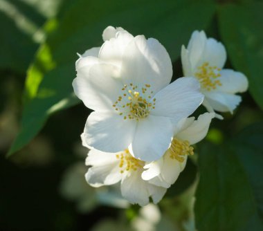 bir güneşli sabah beyaz Yasemin çiçek açması çalılar bahar