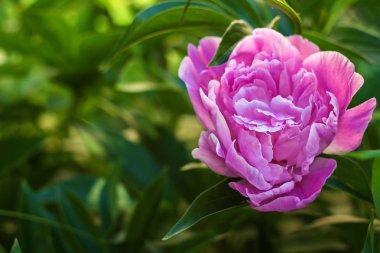bir güneşli sabah üzerinde Çiçek bahçesinde büyük bahar büyük peonies
