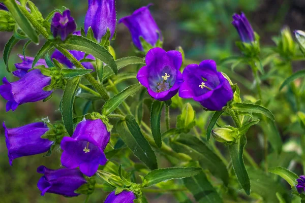 Acianos Azules Sobre Fondo Parterre Verde Una Mañana Verano —  Fotos de Stock