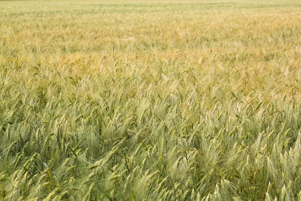 Genel olarak yaz tarlasında buğday Spikelets