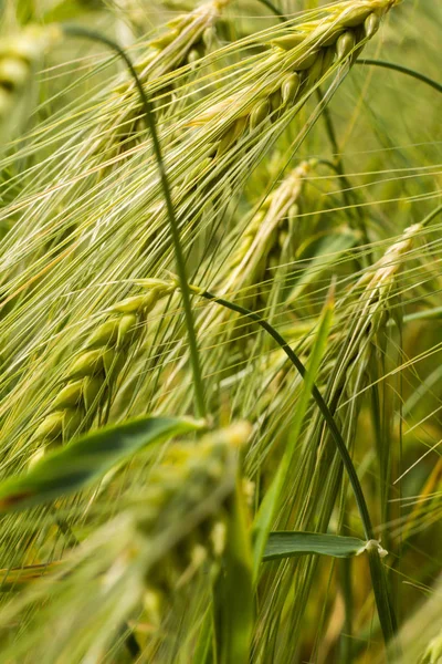 Yazın yaşlanma sürecinde tarlada buğday artışı
