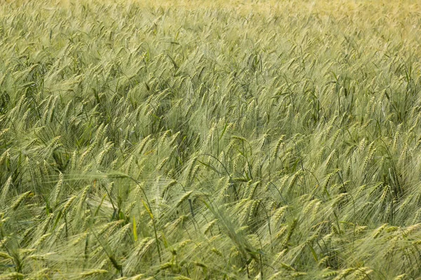 Genel olarak yaz tarlasında buğday Spikelets