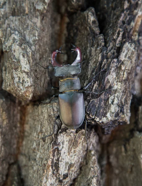 Büyük boynuzlu geyik bir ağacın kabuğu üzerinde doğal bir ortamda