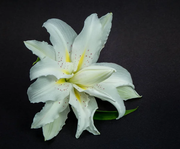 siyah Kağıt arka plan üzerinde gür beyaz zambak