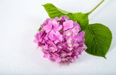 narin pembe mor ortanca aydınlatmalı ışık arka plan üzerinde ince bir dal üzerinde