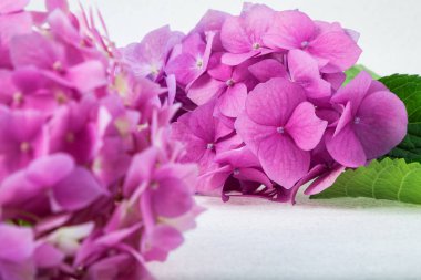 narin pembe mor ortanca aydınlatmalı ışık arka plan üzerinde ince bir dal üzerinde