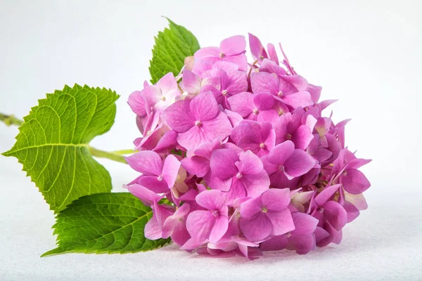 Delicate Roze Paars Hortensia Een Takje Tegen Een Lichte Achtergrond — Stockfoto