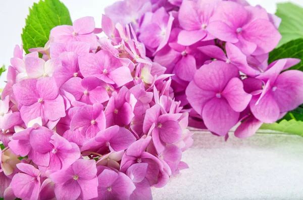 Delicate Roze Paars Hortensia Een Takje Tegen Een Lichte Achtergrond — Stockfoto