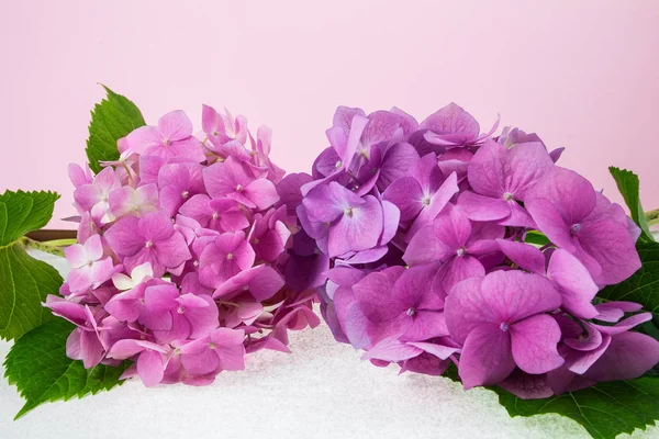 pembe ve mor ortanca hafif pembe arka plan aydınlatmalı