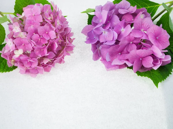 Roze Paarse Hortensia Witte Achtergrond Met Achtergrondverlichting — Stockfoto