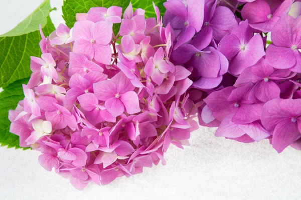 pembe ve mor ortanca aydınlatmalı beyaz arka plan üzerinde