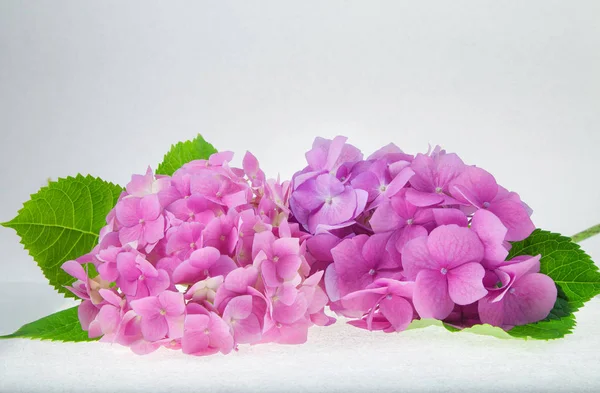 pembe ve mor ortanca aydınlatmalı beyaz arka plan üzerinde