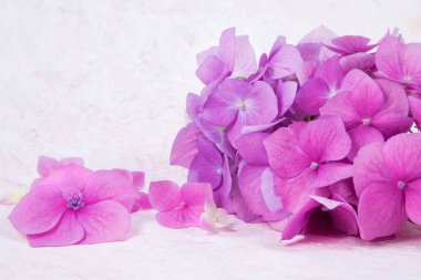 beyaz üzerine pembe ortanca çiçek iftiralar çizilmiş arka plan el