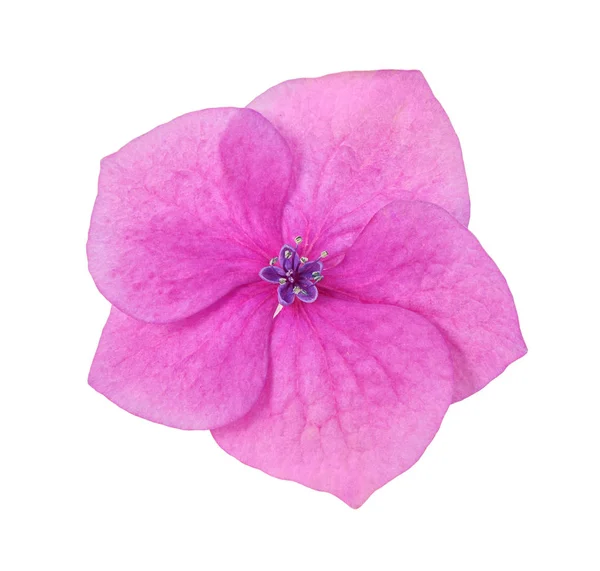 Una Flor Hortensia Rosa Cinco Pétalos Aislada Sobre Fondo Blanco —  Fotos de Stock