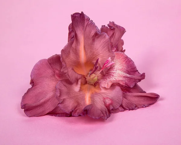 flower gladiolus one color of chocolate, on pink background