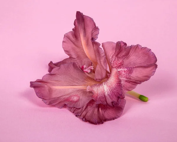 flower gladiolus one color of chocolate, on pink background