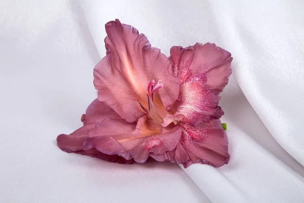 flower of a gladiolus one color of a shecald, on a drapery