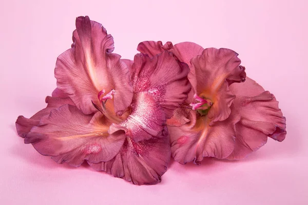 birkaç Glayöl çiçek pembe (çikolata) pembe bir arka plan üzerinde soluk