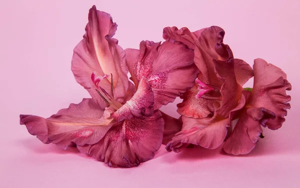 Diversi Fiori Gladiolus Rosa Pallido Cioccolato Uno Sfondo Rosa Foto Stock