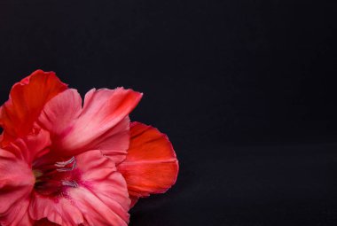 Parlak kırmızı mercan Glayöl çiçek siyah Kağıt arka plan üzerinde