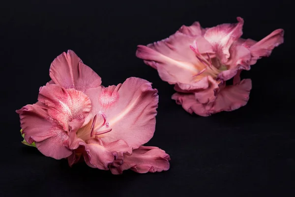 Flor Gladiolo Rosa Pálido Sobre Fondo Papel Negro Imagen De Stock