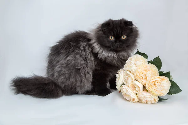 Muy Esponjoso Lindo Gatito Gris Negro Pliegue Sobre Fondo Blanco — Foto de Stock